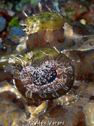 Papilloculiceps longiceps - detail by Alex Varani 